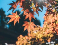 楓 프로젝트 :: Photos, videos, logos, illustrations and branding :: Behance