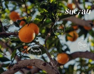 Ana Díez Baladrón - Graphic and product designer in Valencia, Spain :: Behance Ana Díez Baladrón - Graphic and product... 