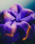 Electrolux - Asthma :: Behance Electrolux - Asthma - Bee Grandinetti