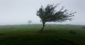 Poem: “The Wind not the Leaves” - Joe Puentes - Medium Poem: “The Wind not the Leaves”