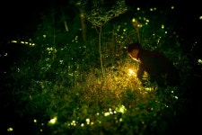 Apocalypse for Insects. And You, When Was the Last Time You Came Across a Firefly? | by Araci Almeida | REPORTS FROM THE FRONT... 