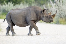 These animals are now extinct. By Adam Bisby | by The b | The b | Medium These animals are now extinct