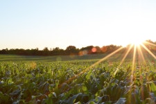 DroneDeploy and AgriSens Deliver a Powerful Stand Count Tool | by DroneDeploy | DroneDeploys Blog | Medium DroneDeploy and... 