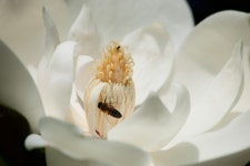 Magnolia Bee. Follow me through — Without hesitation… | by J. Garcia | Poemas de Amor | Medium Magnolia Bee