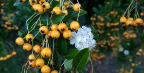 Becoming Berries. Signs of Autumn | by Tracy Aston | Weeds & Wildflowers | Medium Becoming Berries
