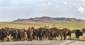 Herding Bison. I often hear engineering managers… | by Matt Nemenman | Medium Herding Bison