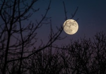 Full Moon In The Woods - House of Haiku - Medium Full Moon In The Woods