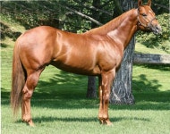 Lou’siana Rebel. I once owned a horse named Rebel… | by Ace Weems | Medium Lou’siana Rebel