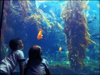 The Summer Nest 2020