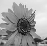 Growing Flowers. I should have been excited; it was a… | by John Rynecki | Medium Growing Flowers
