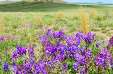 THE PAWNEE BUTTES. This was originally featured in… | by Chris Kassar | Medium THE PAWNEE BUTTES
