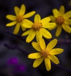 My Yellow Love - Fairuz Ahmed - Medium My Yellow Love