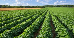 Potatoes, Dirt and Undergrad Business | by Lehigh Business | ilLUminate: Lehigh Business Thought Leadership | Medium Potatoes... 