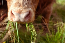 Cow methane comes from burping, not farting. | by Julien Delfosse | Medium Cow methane comes from burping, not farting.