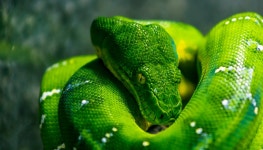boa. a poem | by Lynne Nardizzi | Blue Insights | Medium boa