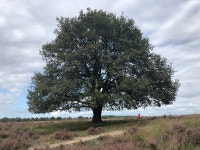 King of Trees. Mighty oak… | by SR Hardy | Storymaker | Medium King of Trees