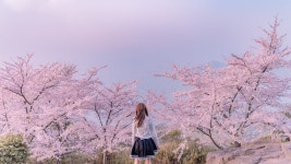 NFT Digest: Hanami. Hanami (Japanese: 花見, flower viewing)… | by Ann Radnizky | Art Keepers | Medium NFT Digest: Hanami