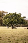 Tree Huggers. Fiction | by Patrick Kemp | The Lark | Medium Tree Huggers