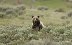 Grizzly End for Endangered Bears in Montana | by Jennifer Molidor, Ph.D. | Center for Biological Diversity | Medium Grizzly End... 