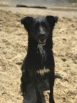 Life Lessons I Learned From My Dog | by Alexandria Hoover | Coffee House Writers | Medium Life Lessons I Learned From My Dog