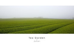 대한민국에서 녹차(밭)하면 보성을 가장 먼저 떠올리겠지만, 제주에도 꽤… | by Jeong, Buhwan | Jeju & Photography | Medium 제주의... 