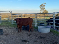 Yelling Doesnt Feel Like Caring. Life lessons can be found everywhere | by Janin Lyndovsky | ILLUMINATION | Medium Yelling... 