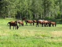 Enjoy Outdoor Fun with Horses. Visit Kobuchizawa- Yamanashi’s Town of… | by Patrick Murphrey | Japonica Publication | Oct... 
