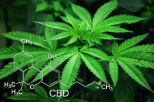 CBD Oil: Is It Worth It?. A Science-Backed Review Of The Latest… | by Dr. Brady Salcido | Medium CBD Oil: Is It Worth It?