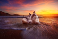 Bits & Pieces. Tired little bird, take root in me… | by Laura Manipura | Soul & Sea | Medium Bits & Pieces