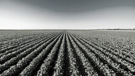 cochonilha. me recorda a estória de uma pessoa que… | by Meimei Bastos | Medium cochonilha