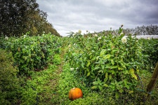 Halloween Activities for Spooky Fun in Denmark | by Antonescu Daria | Medium Halloween Activities for Spooky Fun in Denmark
