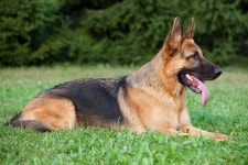 German Shepherd Breed Spotlight. Origin | by The Dog Journal | Medium German Shepherd Breed Spotlight