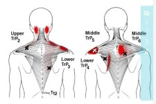 요즘은 자세를 교정해주는 효과까지 있다는 발레가 인기더라고. 발레 하면… | by 월간 홍익인간 | Medium [Nice Body 2] 왜 발레리나들은... 
