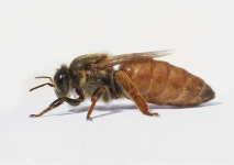 여왕벌과 초파리. How flies respond to honey bee… | by... Science, Scientist, and Society (Korean) | Medium 여왕벌과 초파리