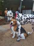 A Dog Therapy. 20 hours, 9 dogs, acres of highly… | by Dipika Pathak | Medium A Dog Therapy