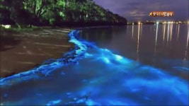 [핫 클릭] 호주, 파랗게 빛나는 밤 바다 | KBS 뉴스 [핫 클릭] 호주, 파랗게 빛나는 밤 바다