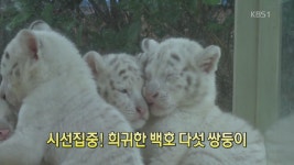[디지털 광장] 시선집중! 희귀한 백호 다섯 쌍둥이 > 뉴스광장 1부 > 국제 > 뉴스 | KBSNEWS [디지털 광장] 시선집중! 희귀한 백호 다섯 쌍둥이