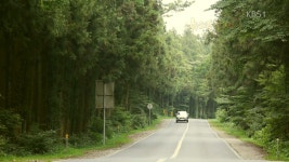 [뉴스광장 영상] 사려니숲길 > 뉴스광장 > 사회 > 뉴스 | KBSNEWS [뉴스광장 영상] 사려니숲길