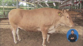 ‘1,234kg’ 슈퍼 한우 탄생…우량종 생산 착수 > 뉴스 5 > 사회 > 뉴스 | KBSNEWS ‘1,234kg’ 슈퍼 한우 탄생…우량종 생산 착수