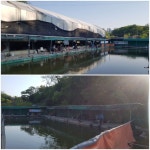 사구팔_서울금천-능곡낚시터 조행기 입니다. : 낚시사랑