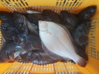 당진미리내바다좌대11월23~26일조황입니다 : 낚시사랑