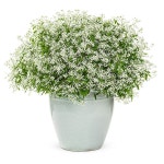 Shop 2 Quart(S) Potted Euphorbia at Lowes.com