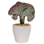 Costa Farms 14.2 -oz Coral Cactus Planter (N/A) at Lowes.com