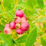 Write a Review about Gurneys Seed and Nursery 2.5-Quart Pink Lemonade Blueberry Bush at Lowes.com