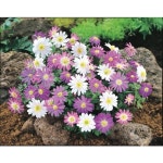 Garden State Bulb 30-Pack Blanda Anemone Bulbs (L15027) in the Plant Bulbs department at Lowes.com Garden State Bulb 30-Pack... 