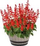 Salvia Perennials at Lowes.com