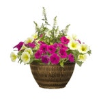 Planter Annuals at Lowes.com