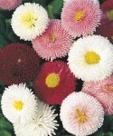 Plants, Bulbs & Seeds at Lowes.com