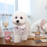 강아지 고양이 겨울 케이프 2color 겨울 부띠끄멍 - NS홈쇼핑  [S-XL]트위드 강아지 고양이 겨울 케이프 2color 겨울 부띠끄멍 - NS홈쇼핑