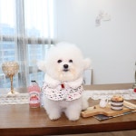 강아지 고양이 겨울 케이프 2color 겨울 부띠끄멍 - NS홈쇼핑  [S-XL]트위드 강아지 고양이 겨울 케이프 2color 겨울 부띠끄멍 - NS홈쇼핑